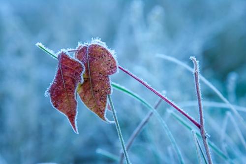 Ataya Tract;Autumn;Cold;Couchville Cedar Glade State Natural Area;Fall;Freeze;Frost;Frozen;Ice;Leaf;Leafy;Seasons;Tennessee;United States;Vein;foliage;leaves;plants