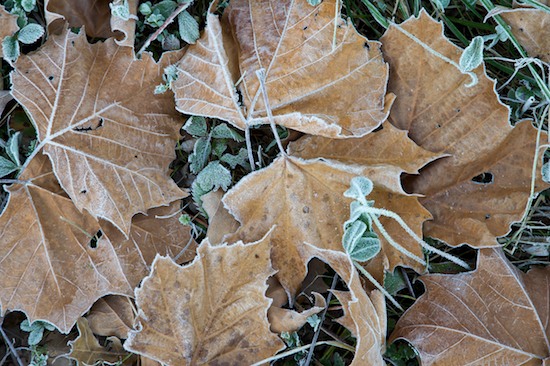 Abstract;Abstractions;Ataya Tract;Clover;Cold;Cumberland Mountain;Foliage;Freeze;Frost;Frozen;Grass;Ice;Leaf;Leafy;Leaves;Patterns;Shapes;Tennessee;Textures;Vein