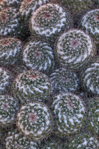 Arizona;botanical;botanicals;botany;Cacti;Cactus;flora;Green;greenery;herb;herbage;plant;plants;Spines;vegetation