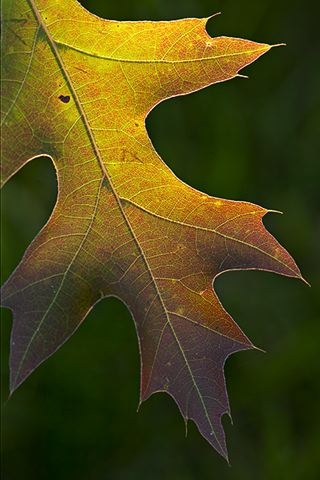 Colorful;Plants;Botanical;Leaf;Leaves;Vegetation;Foliage;Abstract;Abstractions;Veins;Compound;Leaflet;Patterns;Shapes;Textures