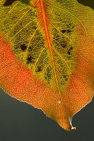 Leaves;Leaf;Colors;Oneness;Red;Orange;Nature;Colorful;Plants;Botanical;Vegetation;Foliage;Veins;Compound;Leaflet