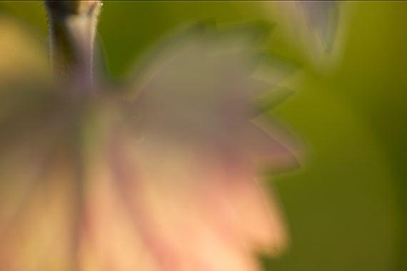 Colorful;Plants;Botanical;Leaf;Leaves;Vegetation;Foliage;Abstract;Abstractions;green;soft;pink;close-up;