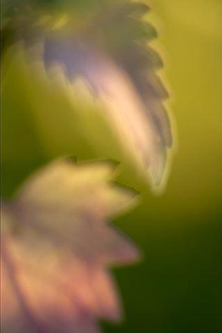 Colorful;Plants;Botanical;Leaf;Leaves;Vegetation;Foliage;Abstract;Abstractions;Patterns;Shapes;Textures;Veins;Compound;Leaflet;Sunlight;Sun;Beams;Sunbeam;Rays;Light;Luminance;Illuminate