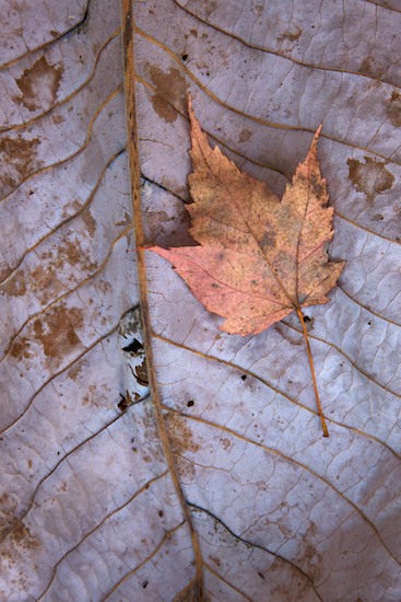 Autumn;Big South Fork National Recreation Area;Fall;Foliage;Gold;Leaf;Leafy;Leaves;Orange;Red;Sunlight;Tan;Tennessee;Vein