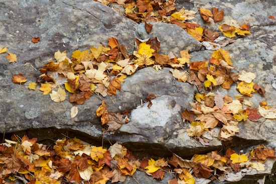 Abstract;Abstractions;Autumn;Boulder;Brown;Fall;Foliage;Geological;Geology;Gray;Leaf;Leafy;Leaves;Patterns;Rock;Rock Formations;Rocks;Shapes;Stone;Stones;Striation;Tan;Textures;Vein;Yellow