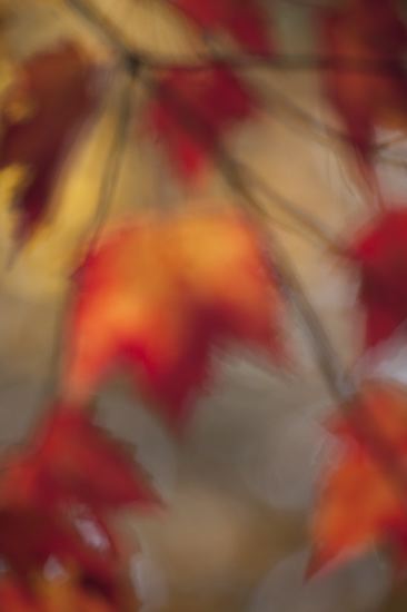 Leaf;Leaves;Leafy;Foliage;Vein;Textures;Shapes;Patterns;Abstractions;Abstract;botanical;botanicals;botany;vegetation;flora;shrub