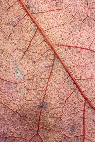 Textures;Shapes;Patterns;Abstractions;Abstract;Leaf;Leaves;Leafy;Foliage;Vein