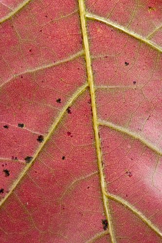 Textures;Shapes;Patterns;Abstractions;Abstract;Leaf;Leaves;Leafy;Foliage;Vein