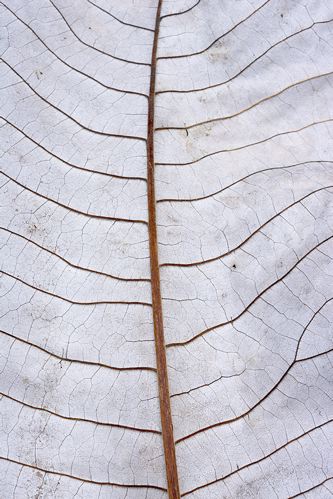Textures;Shapes;Patterns;Abstractions;Abstract;Leaf;Leaves;Leafy;Foliage;Vein