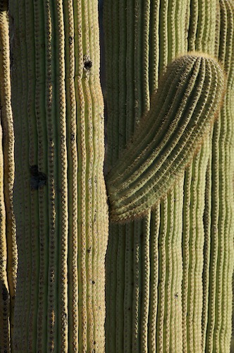 Arizona;botanical;botanicals;botany;Cacti;Cactus;flora;Green;greenery;herb;herbage;Phoenix;plant;Plants;plants;Saguaro;Saguaro Natiional Monument;Spines;vegetation