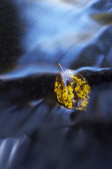 Textures;Shapes;Leaf;Leaves;Leafy;Foliage;Vein;Patterns;Abstract;Reflections;Reflection;Stream;Creek;Flow;Waterfalls;Spilling;Falling;Chute;Falls;Cataract;Spray;Cascading;Cascade;Wet;Cool;Pouring;Flowing;Water;Waterfall
