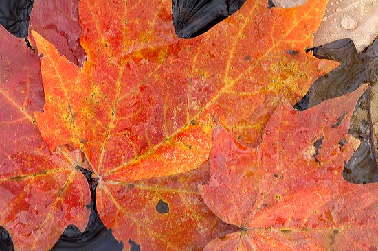 Textures;Shapes;Patterns;Abstractions;Abstract;Leaf;Leaves;Leafy;Foliage;Vein;Reflections;Reflection