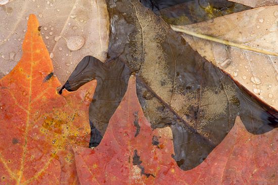 Textures;Shapes;Patterns;Abstractions;Abstract;Leaf;Leaves;Leafy;Foliage;Vein;Reflections;Reflection;shrub;herb;herbage;flora;greenery;vegetation;botany;botanicals;plants;plant;botanical