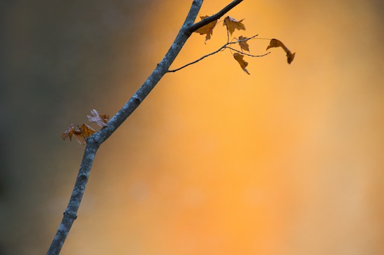 Alabama;Autumn;Branch;Brown;Fall;Foliage;Gray;Leaf;Leafy;Leaves;Little River Canyon National Preserve;Orange;Vein