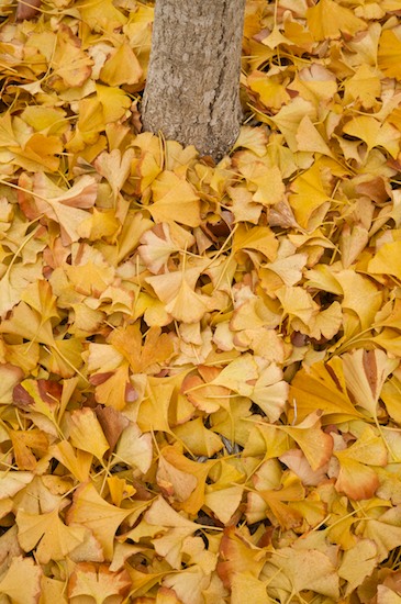 Abstract;Autumn;Fall;Foliage;Ginkgo;Ginkgo biloba;Gray;Leaf;Leafy;Leaves;Patterns;Textures;Vein;Yellow