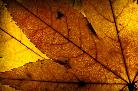Abstract;Botanical;Brown;Foliage;Gold;Leaf;Leafy;Leaves;Patterns;Textures;Vein;Yellow