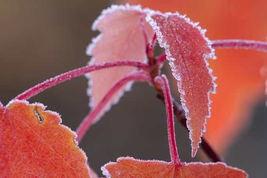 Fort Payne;Alabama;Little River Canyon National Preserve;Textures;Shapes;Patterns;Abstractions;Abstract;Autumn;Seasons;Fall;Crisp;Winter;Cold;Frozen;Frosty;Frost;Icy;Ice;Leaf;Leaves;Leafy;Foliage;Vein;botanical;plant;plants;botanicals;botany;vegetation;greenery;flora;herbage;herb;shrub