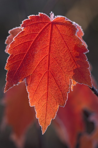 Alabama;Fort Payne;Little River Canyon;Textures;Shapes;Patterns;Abstractions;Abstract;Autumn;Seasons;Fall;Crisp;Winter;Cold;Frozen;Frosty;Frost;Icy;Ice;Leaf;Leaves;Leafy;Foliage;Vein;botanical;plant;plants;botanicals;botany;vegetation;greenery;flora;herbage;herb;shrub