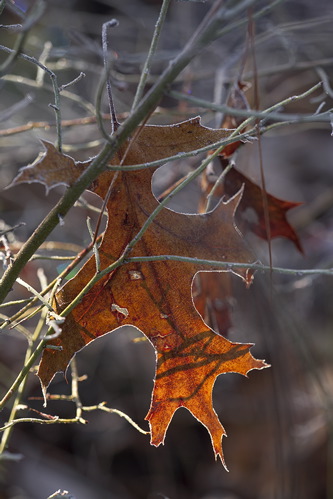 Alabama;Fort Payne;Little River Canyon;Textures;Shapes;Patterns;Abstractions;Abstract;Autumn;Seasons;Fall;Crisp;Winter;Cold;Frozen;Frosty;Frost;Icy;Ice;Leaf;Leaves;Leafy;Foliage;Vein;botanical;plant;plants;botanicals;botany;vegetation;greenery;flora;herbage;herb;shrub