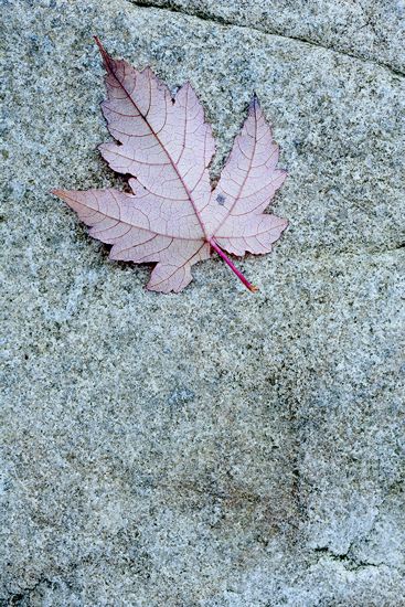 Fort Payne;Alabama;Little River Canyon National Preserve;Textures;Shapes;Patterns;Abstractions;Abstract;Leaf;Leaves;Leafy;Foliage;Vein;Striation;Stone;Rock;Boulder;Geology;Geological;Rock formations;Rocks