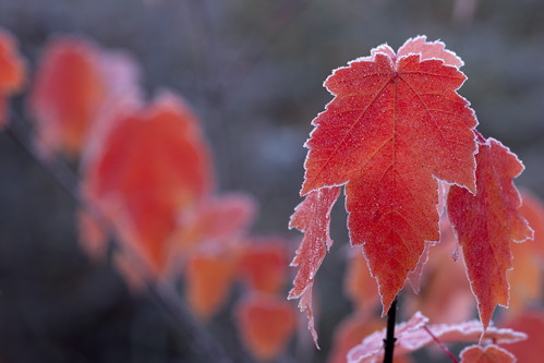 Alabama;Fort Payne;Little River Canyon;Textures;Shapes;Patterns;Abstractions;Abstract;Autumn;Seasons;Fall;Crisp;Winter;Cold;Frozen;Frosty;Frost;Icy;Ice;Leaf;Leaves;Leafy;Foliage;Vein;botanical;plant;plants;botanicals;botany;vegetation;greenery;flora;herbage;herb;shrub