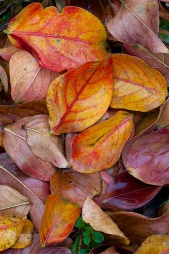 Foliage;Botanical;Tan;Gold;Wabi Sabi;close-up;Yellow;Green;Textures;Patterns;Pastel;Beige;Pink;Magenta;Abstract;Brown;Leaves;Leafy;Red;Veins;Abstracts;Fallen Leaves;Orange;Vein;Fallen;Leaf;Purple