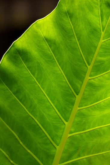 Abstract;Abstractions;Amazon River Basin;Botanical;Botanicals;botany;Brazil;flora;Green;greenery;herb;herbage;Leaves;Patterns;plant;plants;Rio Negro River;Shapes;shrub;Textures;Tropical;Vegetation;Veins