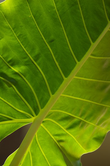 Abstract;Abstractions;Amazon River Basin;Botanical;Botanicals;botany;Brazil;flora;Green;greenery;herb;herbage;Leaves;Patterns;plant;plants;Rio Negro River;Shapes;shrub;Textures;Tropical;Vegetation;Veins