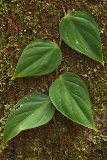 Amazon River Basin;Bark;Branch;Branches;Brazil;Herbaceous;Lichens;Moss;Plant;Rainforest;Rio Negro River;Tree;Tree Trunk;Trees;Trunk;Vines