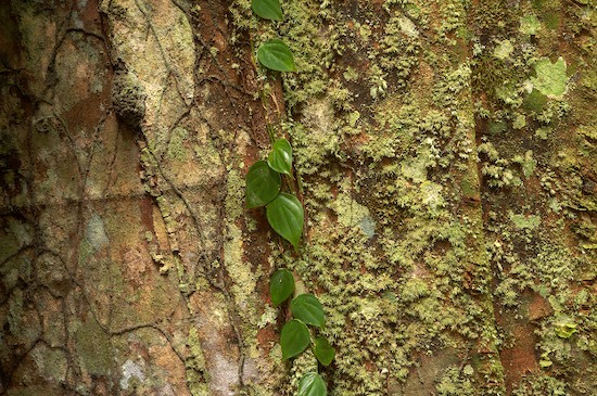 Amazon River Basin;Bark;Branch;Branches;Brazil;Herbaceous;Lichens;Moss;Plant;Rainforest;Rio Negro River;Tree;Tree Trunk;Trees;Trunk;Vines
