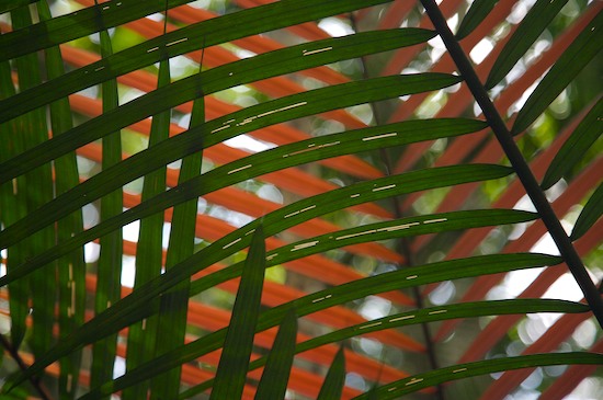 Abstract;Abstractions;Amazon River Basin;botanical;botanicals;botany;Brazil;flora;greenery;herb;herbage;Patterns;plant;plants;Rio Negro River;Shapes;shrub;Textures;vegetation