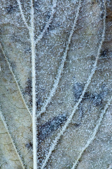 Abstract;Abstractions;botanical;botanicals;botany;Cold;flora;Foliage;Freeze;Frost;Frozen;herb;Ice;Leaf;Leafy;Patterns;plant;plants;Shapes;Tan;Textures;vegetation;Vein
