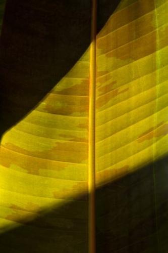 Abstractions;Botanicals;plant;flora;People;Botanical;herb;plants;Shapes;shrub;Vegetation;Textures;Patterns;herbage;botany;greenery;Abstract;tropical