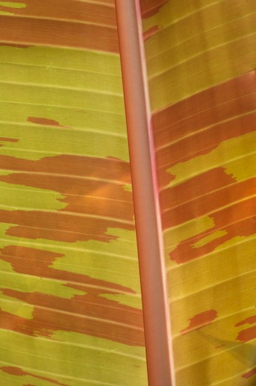 Abstract;Abstractions;botanical;botanicals;botany;Brazil;flora;greenery;herb;herbage;Maroon;Patterns;plant;plants;Red;Shapes;shrub;Tan;Textures;vegetation;Yellow