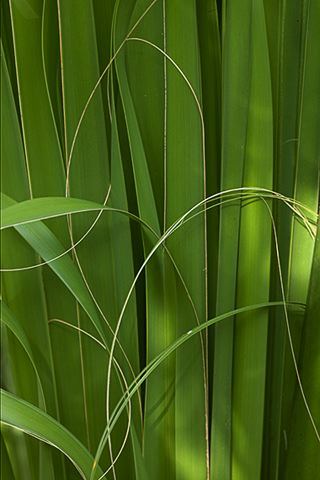 Everglades;National Parks;Florida;Swamp;Wet;Water;Animals;Nature;Colorful;Plants;Botanical;Leaf;Leaves;Vegetation;Foliage;Abstract;Abstractions;Patterns;Shapes;Textures