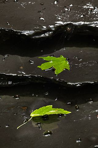 Abstract;Leaves;Rocks;Water;Tennessee;Williamson County;Leaf;Abstractions;Patterns;Shapes;Textures;Stream;Creek;Brook;Rivulet;Flow;Flowing;Wet;Tributary;Cascade;Gush;Streamlet;Torrent;Pouring;White Water;Rapids;Bubbling;River;Plants;Botanical;Vegetation;Foliage;Veins;Compound;Leaflet;Pool of Water;Reflections;Oneness;Rock;Boulder;Boulders;Rock Formations;Stones;Pebble;Pebbles;Stone