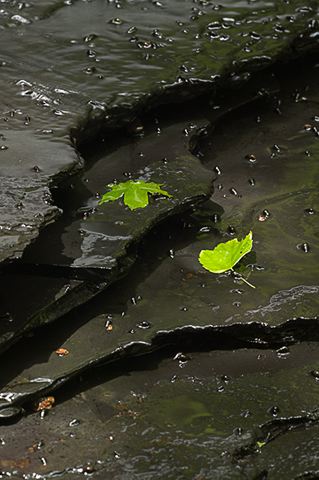 Abstract;Leaves;Rocks;Water;Tennessee;Williamson County;Leaf;Abstractions;Patterns;Shapes;Textures;Plants;Botanical;Vegetation;Foliage;Veins;Compound;Leaflet;Pool of Water;Reflections;Oneness;Rock;Boulder;Boulders;Rock Formations;Stones;Pebble;Pebbles;Stone;Stream;Creek;Brook;Rivulet;Flow;Flowing;Wet;Tributary;Cascade;Gush;Streamlet;Torrent;Pouring;White Water;Rapids;Bubbling;River