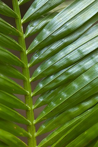 Colorful;Plants;Botanical;Leaf;Leaves;Vegetation;Foliage;Abstract;Abstractions;Patterns;Shapes;Textures