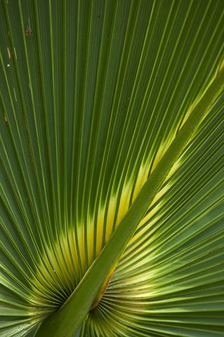 Colorful;Plants;Botanical;Leaf;Leaves;Vegetation;Foliage;Abstract;Abstractions;Patterns;Shapes;Textures