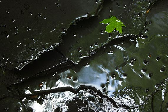 Colorful;Plants;Botanical;Vegetation;Foliage;Stream;Creek;Brook;Rivulet;Water;Flow;Flowing;Wet;Tributary;Cascade;Gush;Streamlet;Torrent;Pouring;White Water;Rapids;Bubbling;River;Pool of Water;Reflections;Oneness;Leaf;Leaves;Veins;Compound;Leaflet;Rocks;Rock;Boulder;Boulders;Rock Formations;Stones;Pebble;Pebbles;Stone