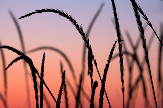 Blue;close of day;Contour;dusk;evening;eventide;Form;Grass;last Light;Magenta;Outline;Pink;Profile;Red;Seed Head;Shadow;Shape;Silhouette;Sky;sun;sunset