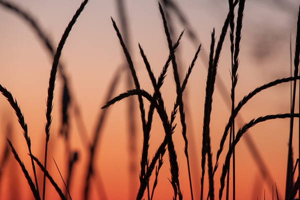Blossom;Blossoms;Botanical;Botanicals;Brown;Calm;Concepts;Contour;Dusk;Floweret;Flowering;Flowers;Flowers & Plants;Form;Gold;Healing;Health care;Healthcare;Line;Looking up;Nature;Oneness;Outline;Pastoral;Pink;Seed Head;Shadow;Shape;Sunlight;Sunset;Sunshine;Wabi Sabi;bloom;close of day;dusk;evening;eventide;flora;floral;flower;grass;landscape;last Light;magenta;nightfall;pattern;peaceful;restful;serene;silhouette;sky;soothing;sun;sundown;sunlit;sunset;tranquil;twilight;zen