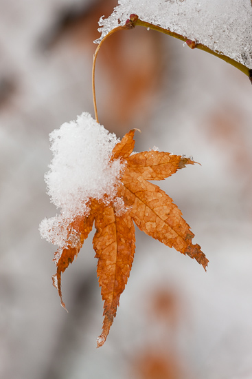 Autumn;Blossom;Blossoms;Brown;Calm;Cold;Fall;Floweret;Flowering;Flowers;Flowers & Plants;Freeze;Frozen;Gold;Hibernation;Ice;Icy;Leaf;Leafy;Macro;Maple Leaf;Minimalism;Nature;Pastoral;Peace;Snow;Vein;Wabi Sabi;Warm Colors;Warm Palette;Warm Tones;White;Winter;Yellow;bloom;color;concepts & emotions;flora;floral;flower;foliage;leaves;oneness;orange;peaceful;renewal;rest;restful;serene;snowy;soothing;tranquil;zen