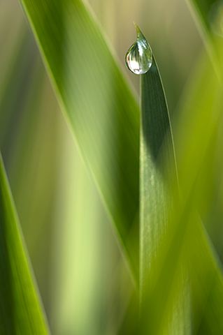Plants;Botanical;Nature;Garden;Colorful;Outdoor;Vegetation;Natural;Dew;Details;Water;Abstract;Reflections;Drop;Moisture;Droplet;Morning;Bead;Dewey