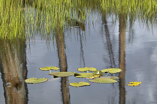 Reflections;Yellowstone National Park;Wet;Water;Trees;Tree;Scenic View;Pool of Water;Ponds;Pond;Nature;Lake;Wyoming;Reflection;Lily pads