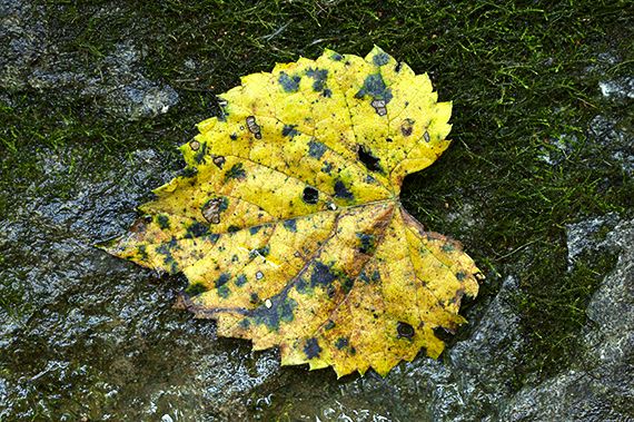 Leaves;Leaf;Colorful;Plants;Botanical;Vegetation;Foliage