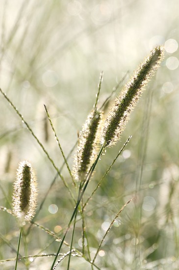 botanical;botanicals;botany;Damp;Dew;Dewy;Drop;Droplet;flora;greenery;herb;herbage;Moisture;plant;plants;Seed Head;shrub;vegetation;Water;Wet
