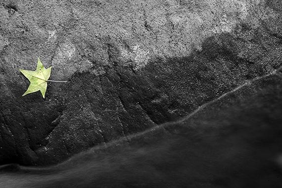 Leaves;Water;Leaf;Colorful;Plants;Botanical;Vegetation;Foliage;Cumberland Plateau;Abstract;Abstractions;Patterns;Shapes;Textures;Veins;Compound;Leaflet;Rocks;Rock;Boulder;Boulders;Rock Formations;Stones;Pebble;Pebbles;Stone