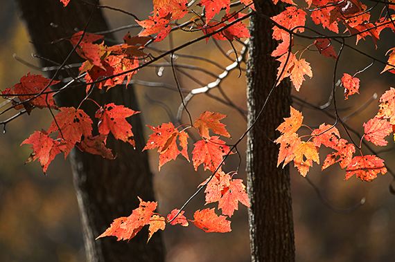 National Parks;Trees;Tennessee;Cumberland Plateau;Big South Fork National Recreat