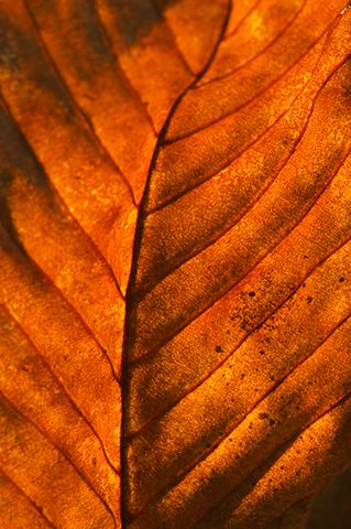 Leaves;Plants;Abstract;Tennessee;Orange;Leaf;Colorful;Botanical;Vegetation;Foliage